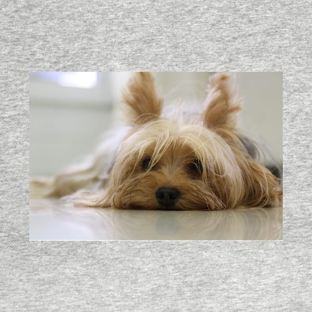 Yorkshire Terrier Laying Flat by Wanderingangel